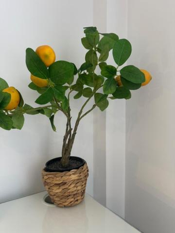Apartment Citrus By Alhaurin Loft Center *